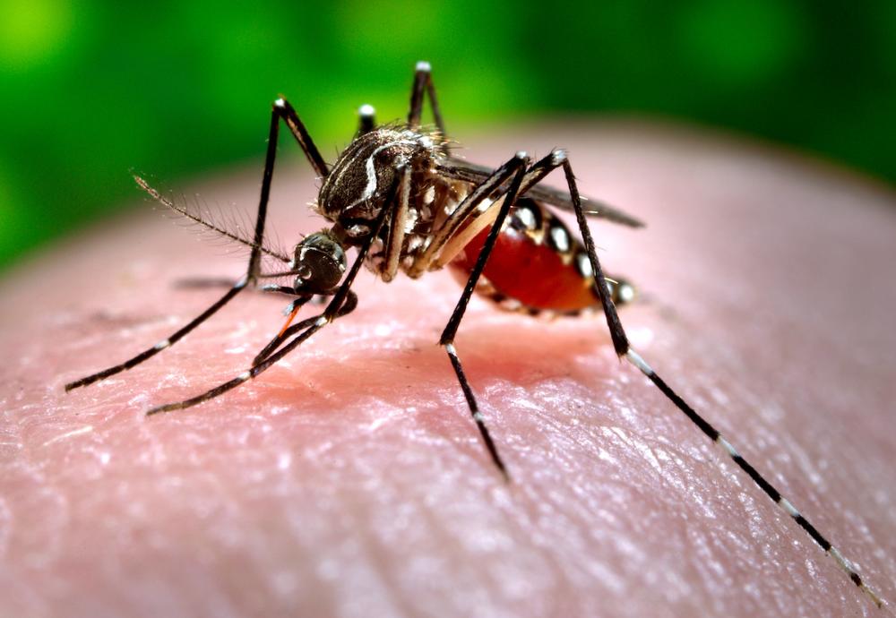 Pesticide-Free Device a Fatal Attraction for Mosquitoes