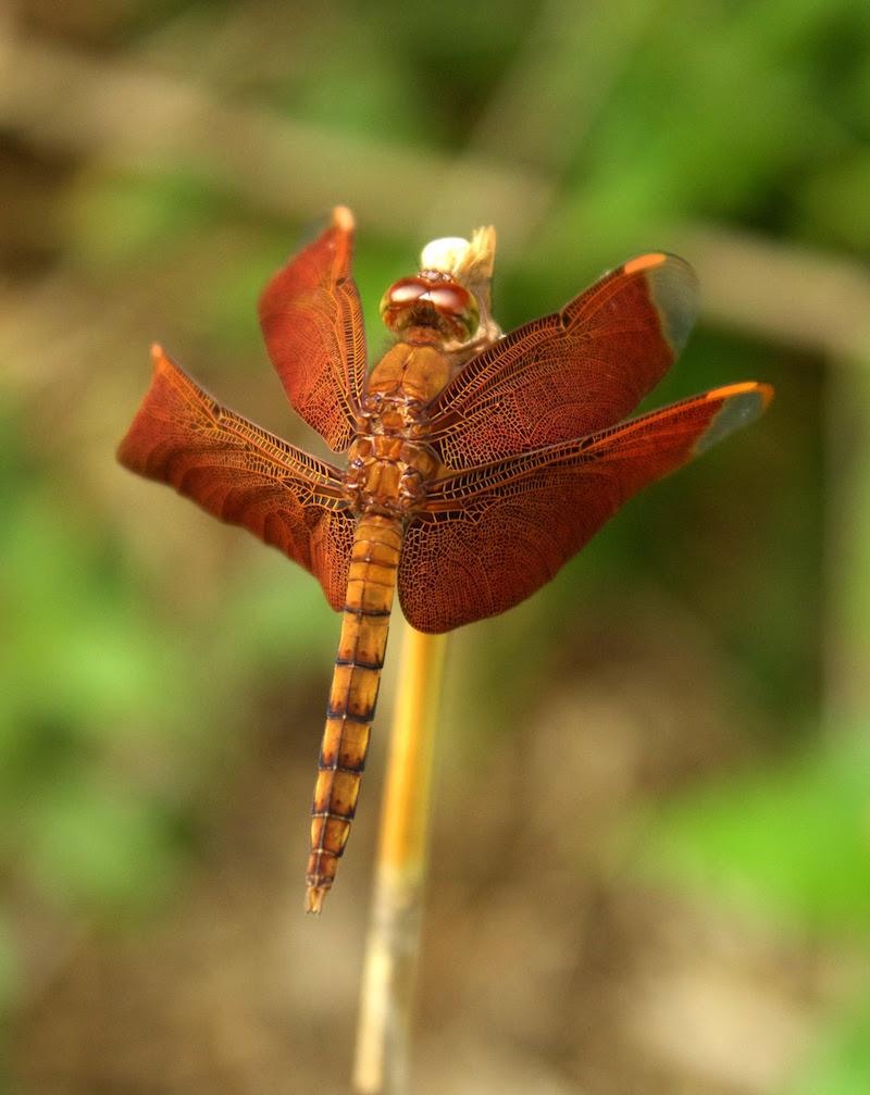 numberless Dragonfly