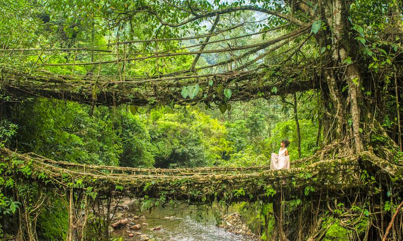 The Ultimate Guide To Cherrapunji: Discover Spectacular Waterfalls &amp;  Living Root Bridges - Twobirdsbreakingfree