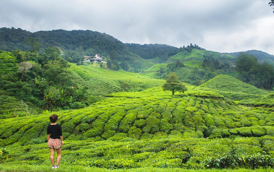 cameron highlands review essay